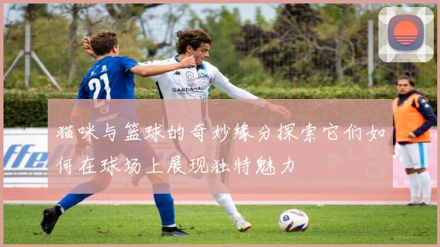 猫咪与篮球的奇妙缘分探索它们如何在球场上展现独特魅力